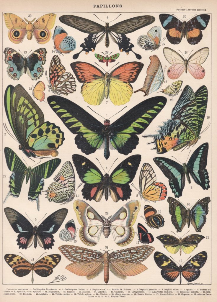 Adolphe Millot Papillons exotic butterflies print - smaller size