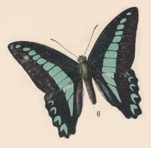 Graphium anthedon - Millot