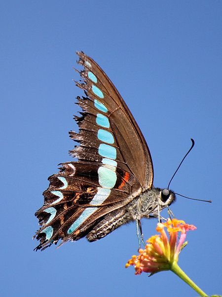 Graphium milon