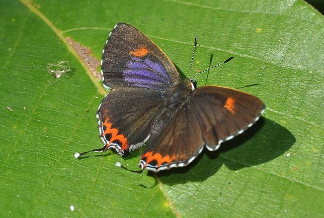 Heliophorus epicles