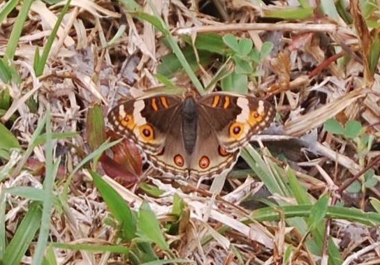 Junonia orithya female