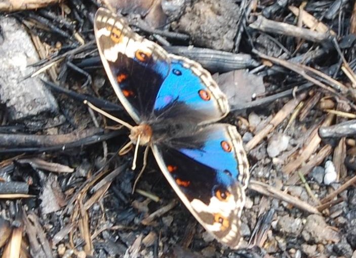 Junonia orithya male