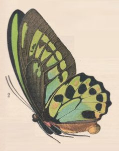 Ornithoptera priamus - Millot