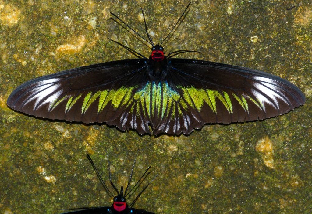 Female Rajah Brooke's Birdwing