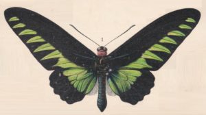 Rajah Brooke's birdwing - Millot