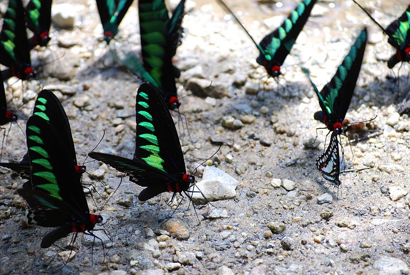 Rajah Brooke's birdwings males